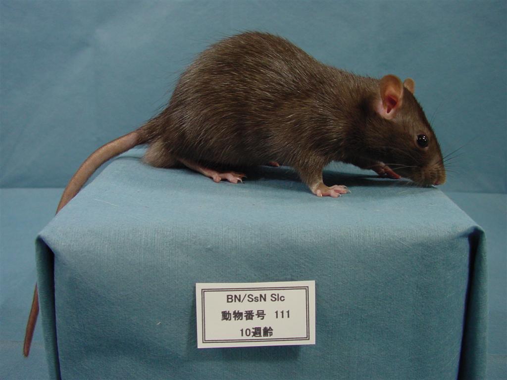 ラット系統